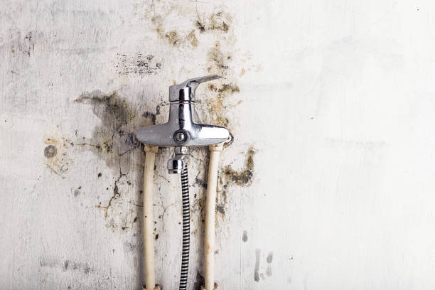 Best Toxic Mold Removal  in Benton Heights, MI
