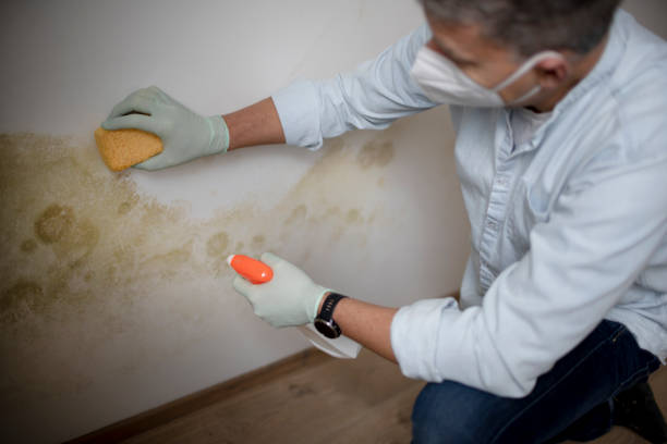 Best Mold Removal Near Me  in Benton Heights, MI
