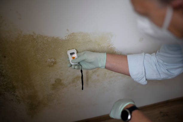 Best Certified Mold Removal  in Benton Heights, MI