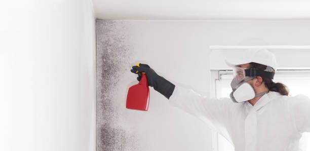 Best Professional Mold Removal  in Benton Heights, MI