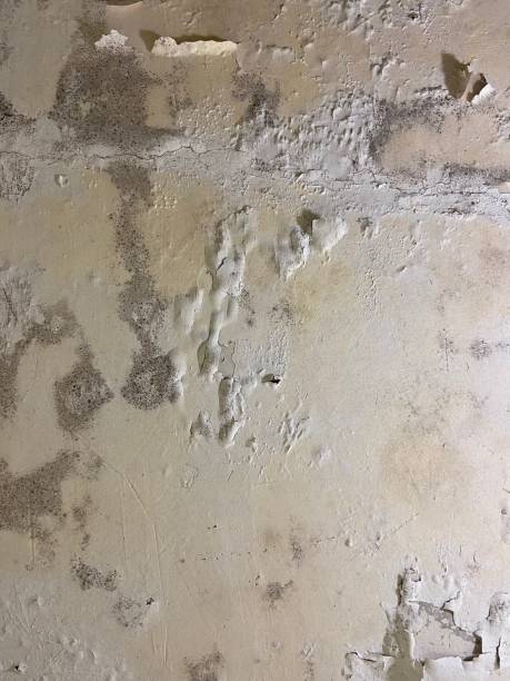Best Office Mold Removal Services  in Benton Heights, MI