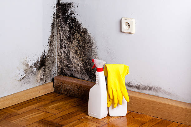 Best Fast Mold Removal  in Benton Heights, MI