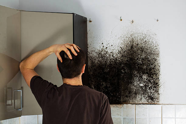 Best Commercial Mold Removal  in Benton Heights, MI