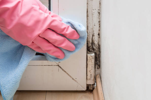 Best Mold Damage Repair  in Benton Heights, MI