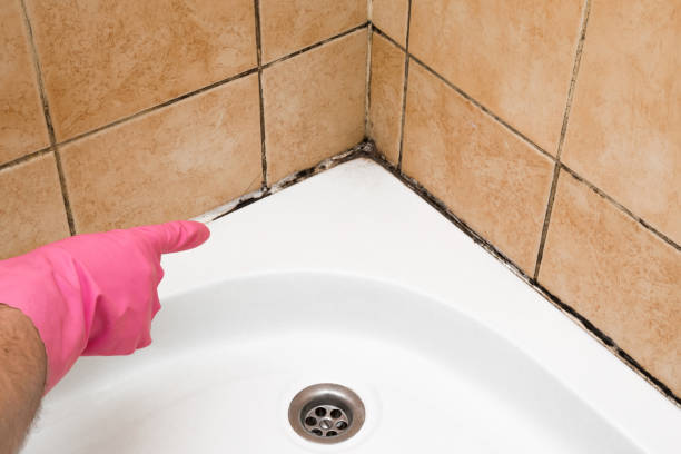 Best Affordable Mold Removal  in Benton Heights, MI