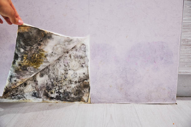 Best Emergency Mold Removal  in Benton Heights, MI